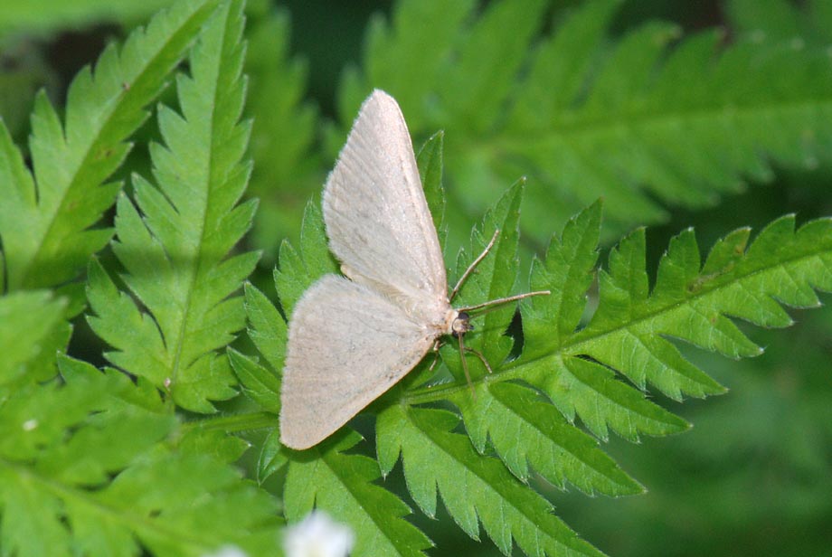 Da identificare - Minoa murinata